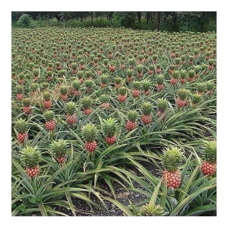 Piña 2 KG
