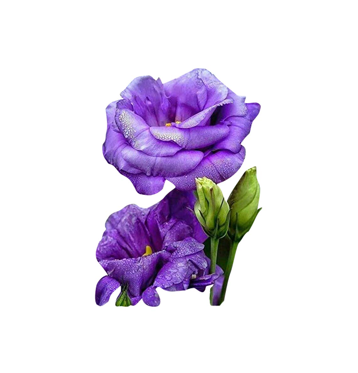 Nema Heirloom Lisianthus Eustoma Seeds - Blue - 100 Pcs (B07SG2WLKW) Amazon Price History, Amazon Price Tracker