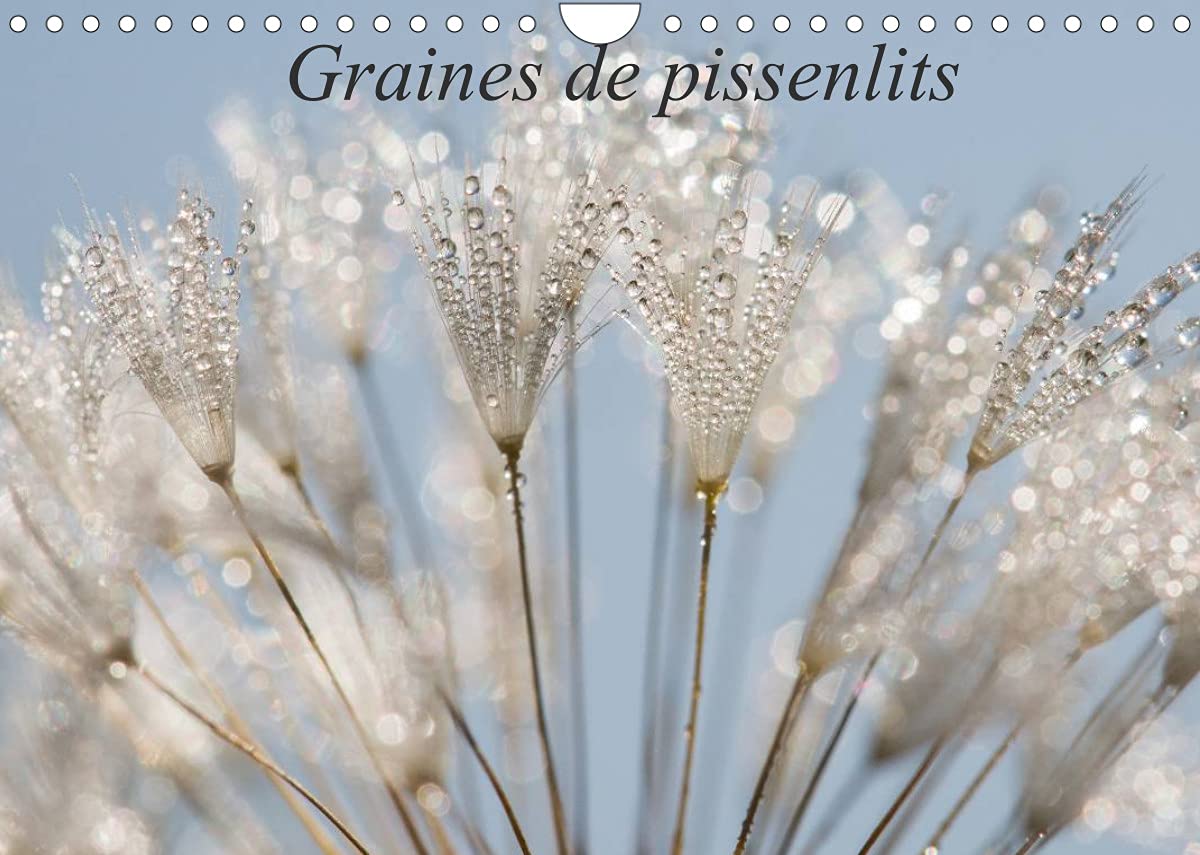 Graines de pissenlits (Calendrier mural 2022 DIN A4 horizontal): Photos macro de graines de pissenlits (Calendrier mensuel, 14 Pages )