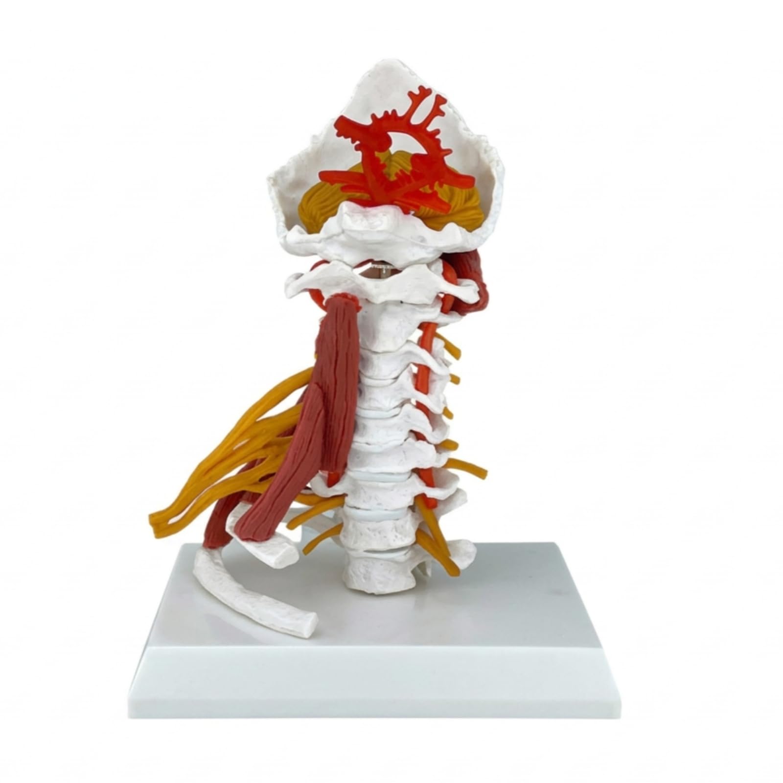 Modello di Vertebra Cervicale con Nervi e Muscoli Smontabile Modello Della Colonna Cervicale Umana Alta Precisione per Studio Medico