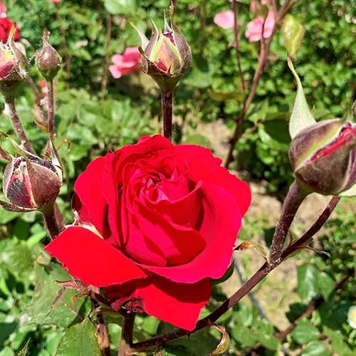 Miniatura 12 de Rose Plant Live, planta viva de rosales, flores fragantes listas para plantar, 5-9 pulgadas de altura, bien enraizadas, sin maceta (rosa amarilla)