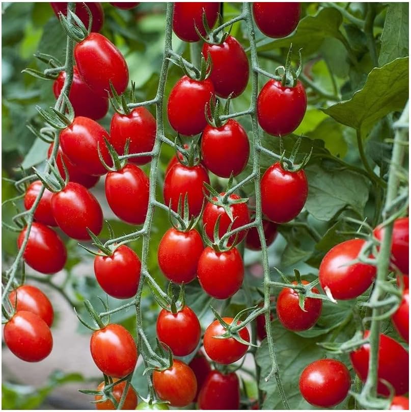 PREMIER SEEDS DIRECT Tomato Riesling F110 Seeds Amazon.co.uk Garden