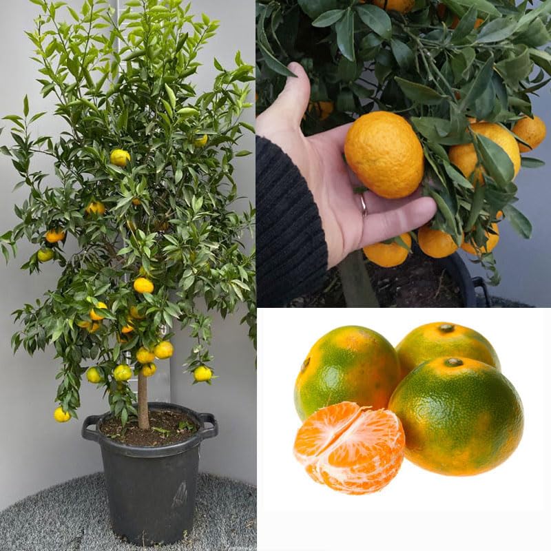 Arbre Mandarina Dulce – 2 Ans, Hauteur 1,50 M, En Pot Plastique, Livré En Cépellon Avec Terre, Déjà Productif, Engrais Granulés Offert, à Planter Directement