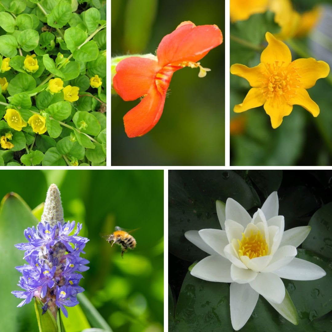 Pond Plant Collection with Water Lily – Hardy Aquatic Perennials for Wildlife-Friendly Ponds, Easy Care 6X 1 Litre Potted Plant by Thompson and Morgan