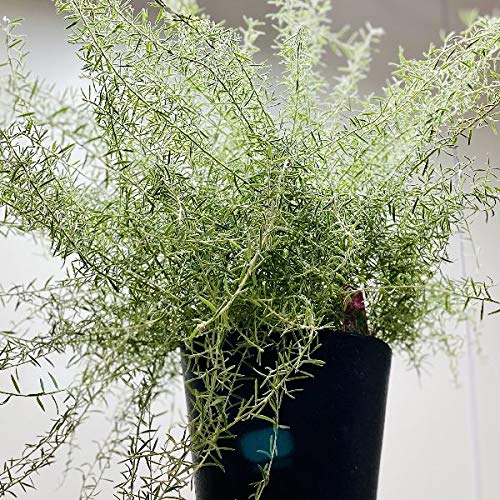 Amazon.co.jp: 花苗 観葉植物：グレビレア ラベンダーグレビレア*7号