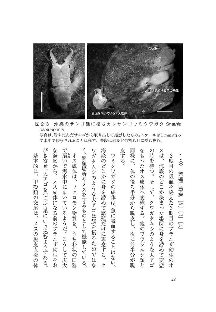 イマキラ12冊　1994〜1998 インセクトマートのクワガタムシ採集記 イマキラ12冊 1994〜1998 インセクトマートのクワガタムシ採集記