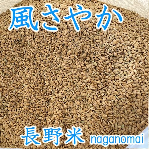 籾（もみ）米、はぜ掛け米15キロ　信州飯綱町　美味しさ長持ち籾保存　モチモチ艶々 籾（もみ）米、はぜ掛け米15キロ 信州飯綱町 美味しさ長持ち籾保存
