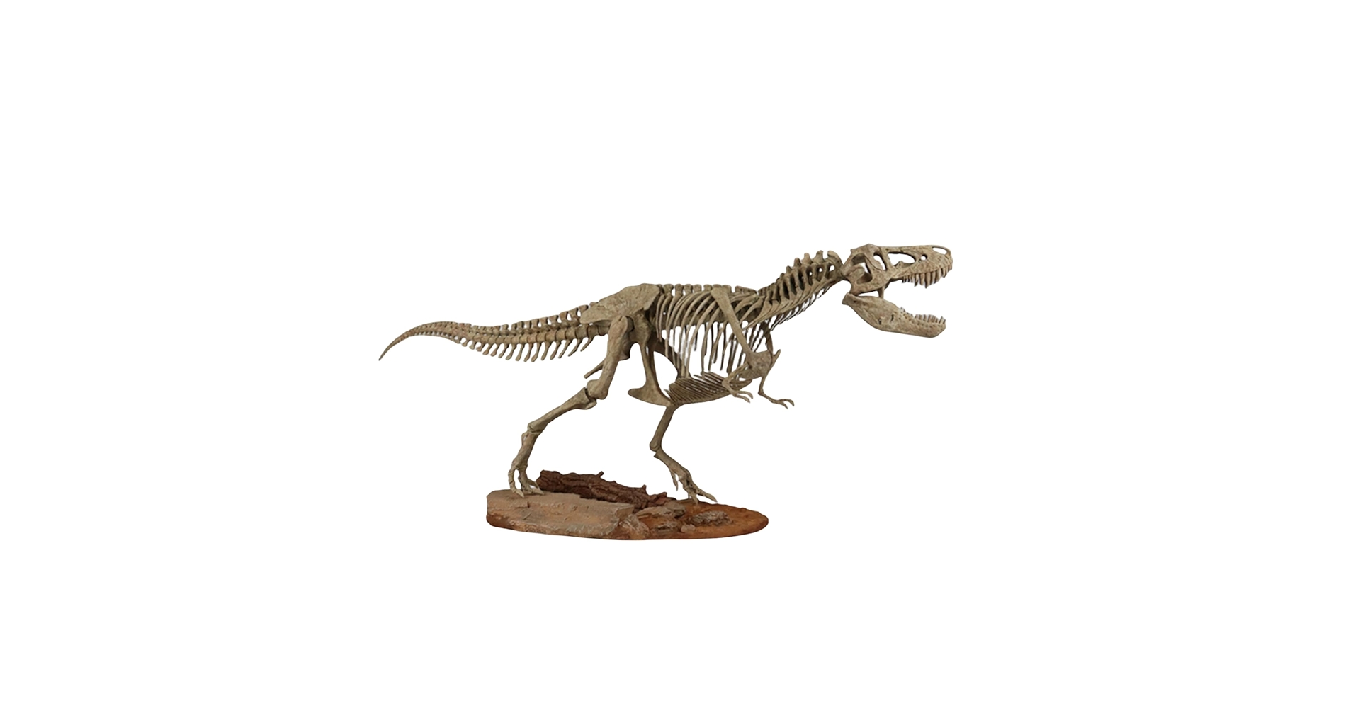 超特大 ティラノサウルス 骨格模型 フィギュア 約92cm T-REX 童友社 BIG SIZE! Tyrannosaurus 1/35 skeletal model kit & real size