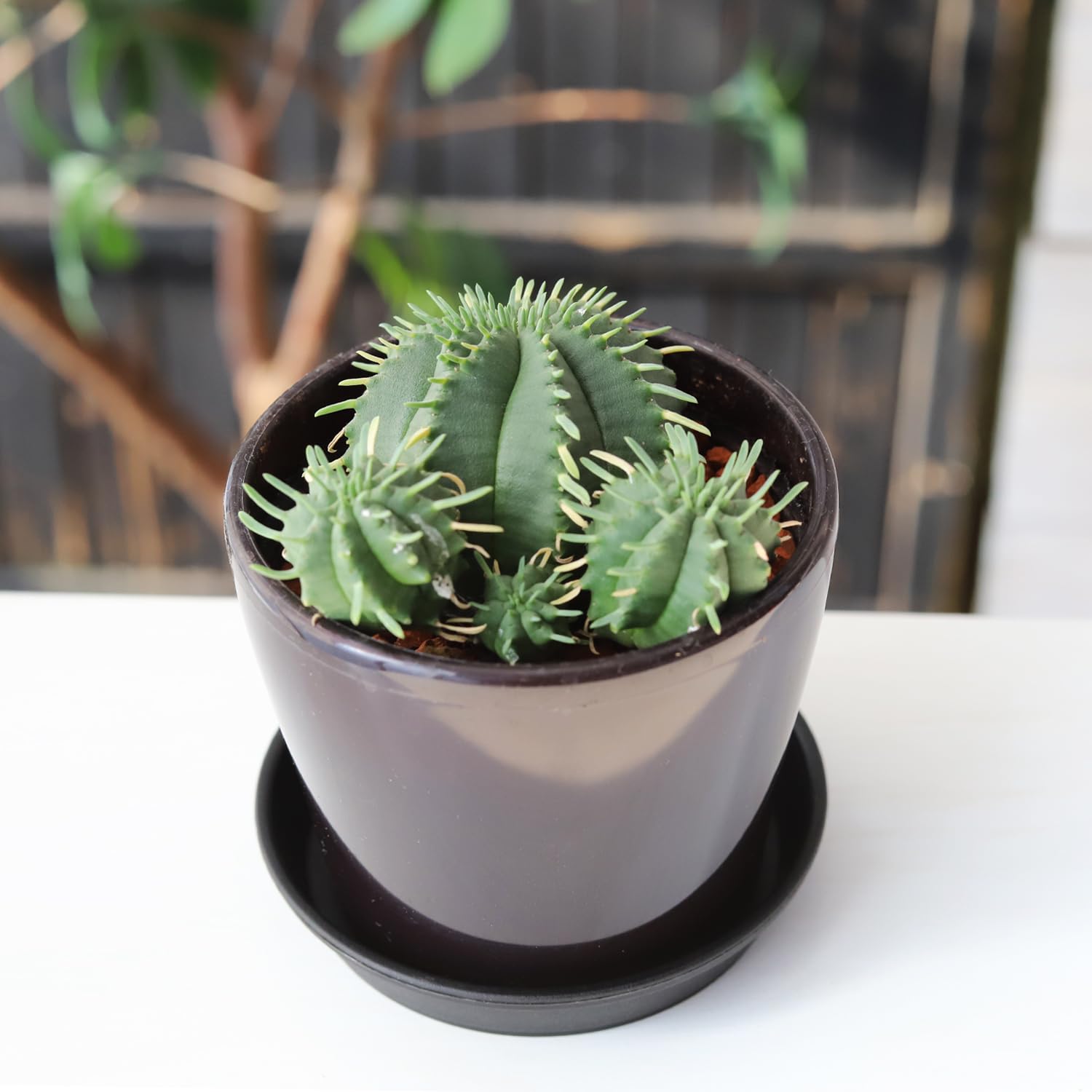 Amazon.co.jp: はなみどり 多肉植物 ユーフォルビア カメレオン