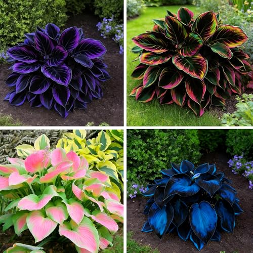 Mixrug Hosta Seeds for Planting, 300+pcs Rare Perennial Hosta Flower Seeds, Non-GMO Heirloom Long Blooming Plants Shaded Entry Pathway Flowers for Garden Outdoors