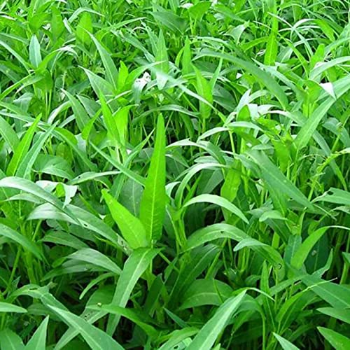 Somerway Gemüse Samen für die Pflanzung 600 Stück Wasser Spinat Samen essbare Pflanzens Amen Bauernhof Gemüse Samen Garten Geschenke für Frauen Grün