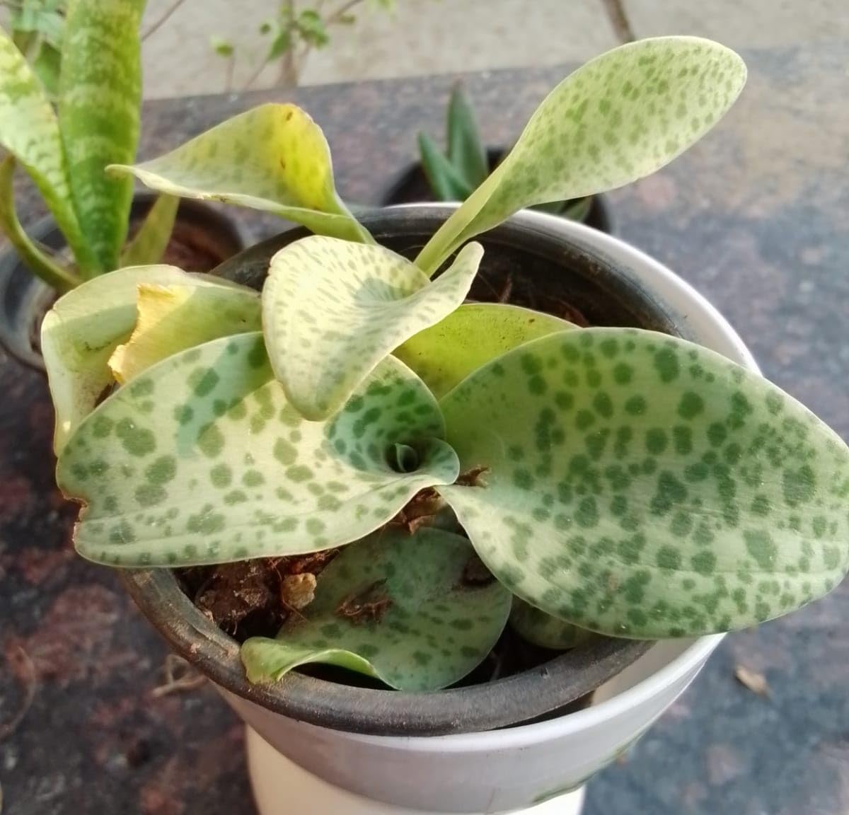 Rajput Plants: Live Drimiopsis Kirkii | Leopard Lily in Premium Pots + Grow-Pot | Organically Grown | Indoor & Outdoor Decor | Eco-Friendly Gift | Home & Garden Plants-picture-23