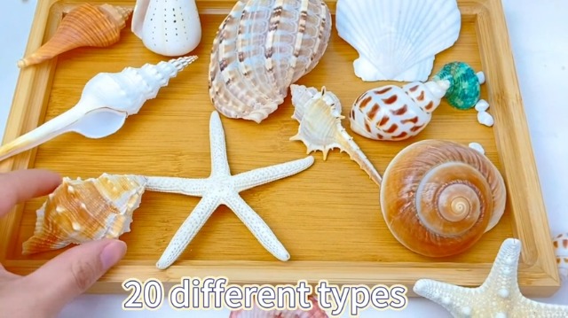 20 Pièces Grands Coquillages Naturels Et Étoiles De Mer - Jusqu'à 14cm, Parfaits Pour Décoration Plage, Aquarium Et Bricolage