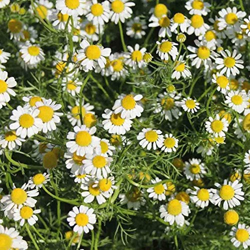 Camomille romaine 500 graines Anthemis Nobilis Groundcover