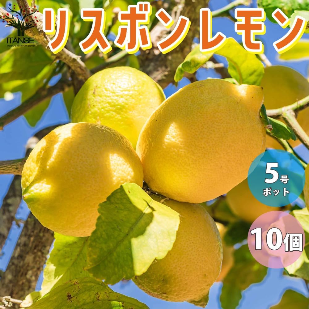 M*s様 激レア 発根済み モンステラデリシオーサ イエローマリリン 黄斑