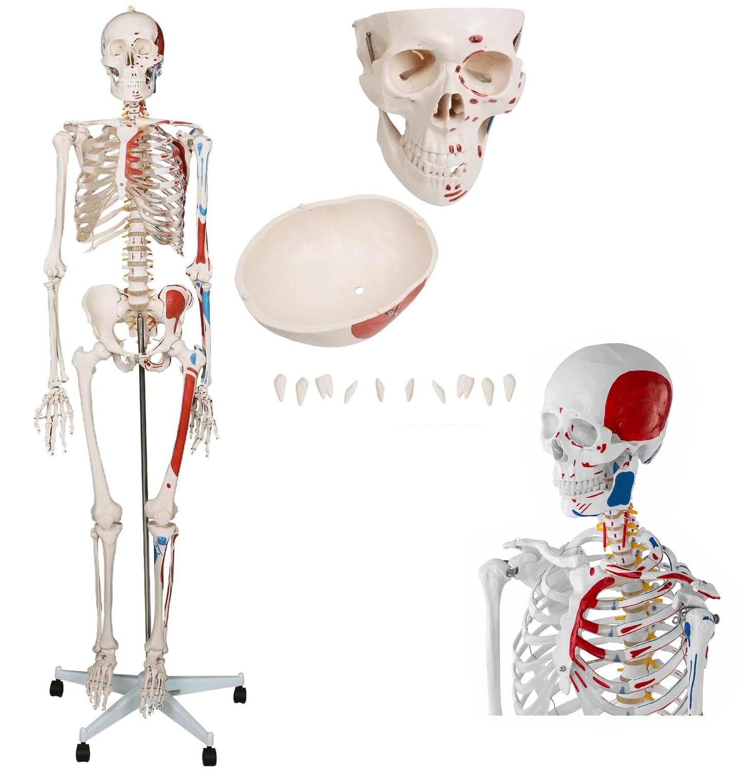 Modelo de esqueleto humano anatómico de tamaño natural con músculos pintados y números for educación y estudio, 1 Uds.