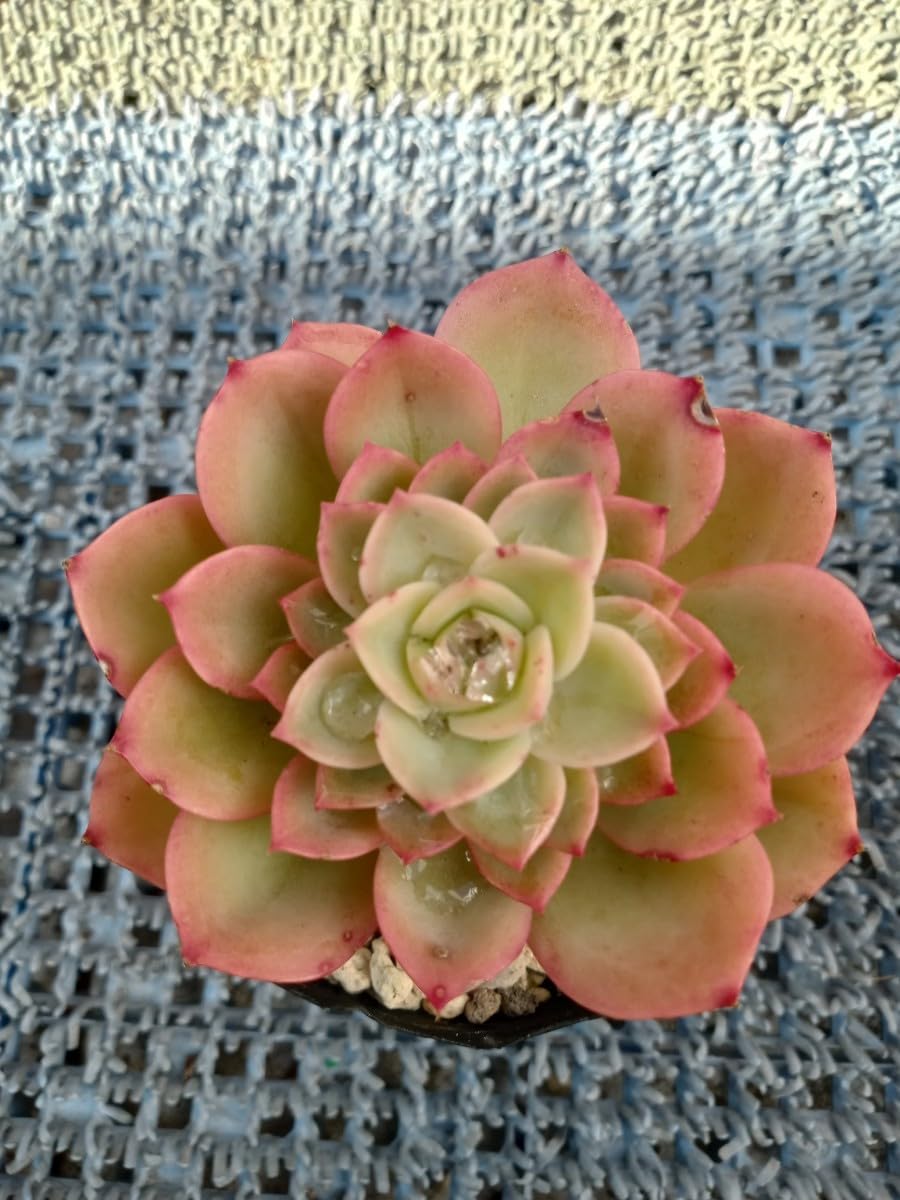 Amazon.co.jp: 多肉植物 グレイスミス 抜き苗 エケベリア 7ハーフ
