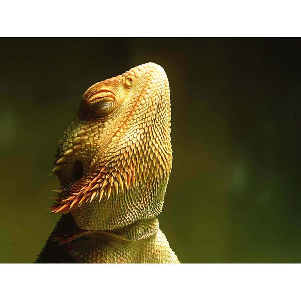 Wee Blue Coo Animal Bearded Dragon Reptile Art Print Poster Wall Decor 12X16 Inch