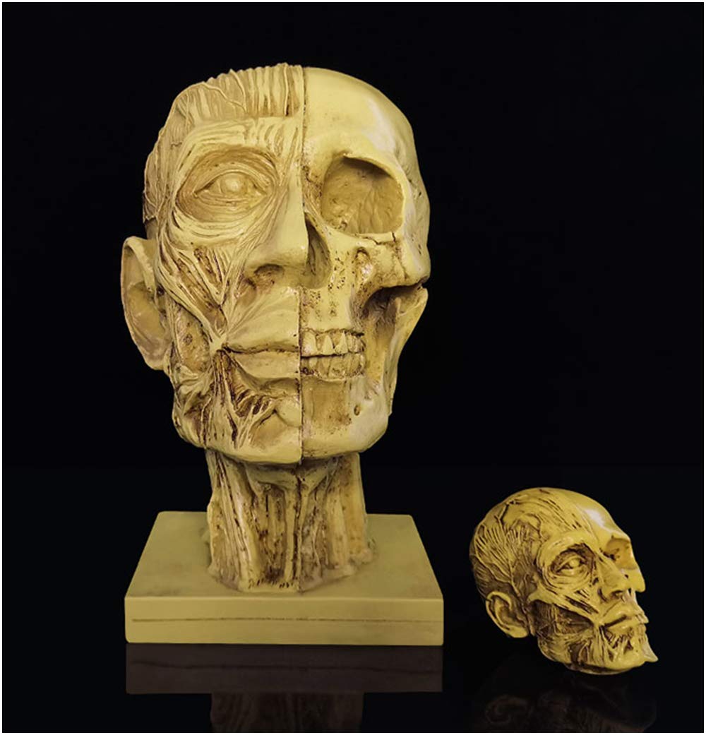 Sjdopulse Men's A Natomical Skull Head Muscle Model For Rt - Rtificial Skull Rt Sketch Replic Resin Crafts - Skeleton Head Muscle Structure Model - For Rtist's Painting Teaching Id (A)