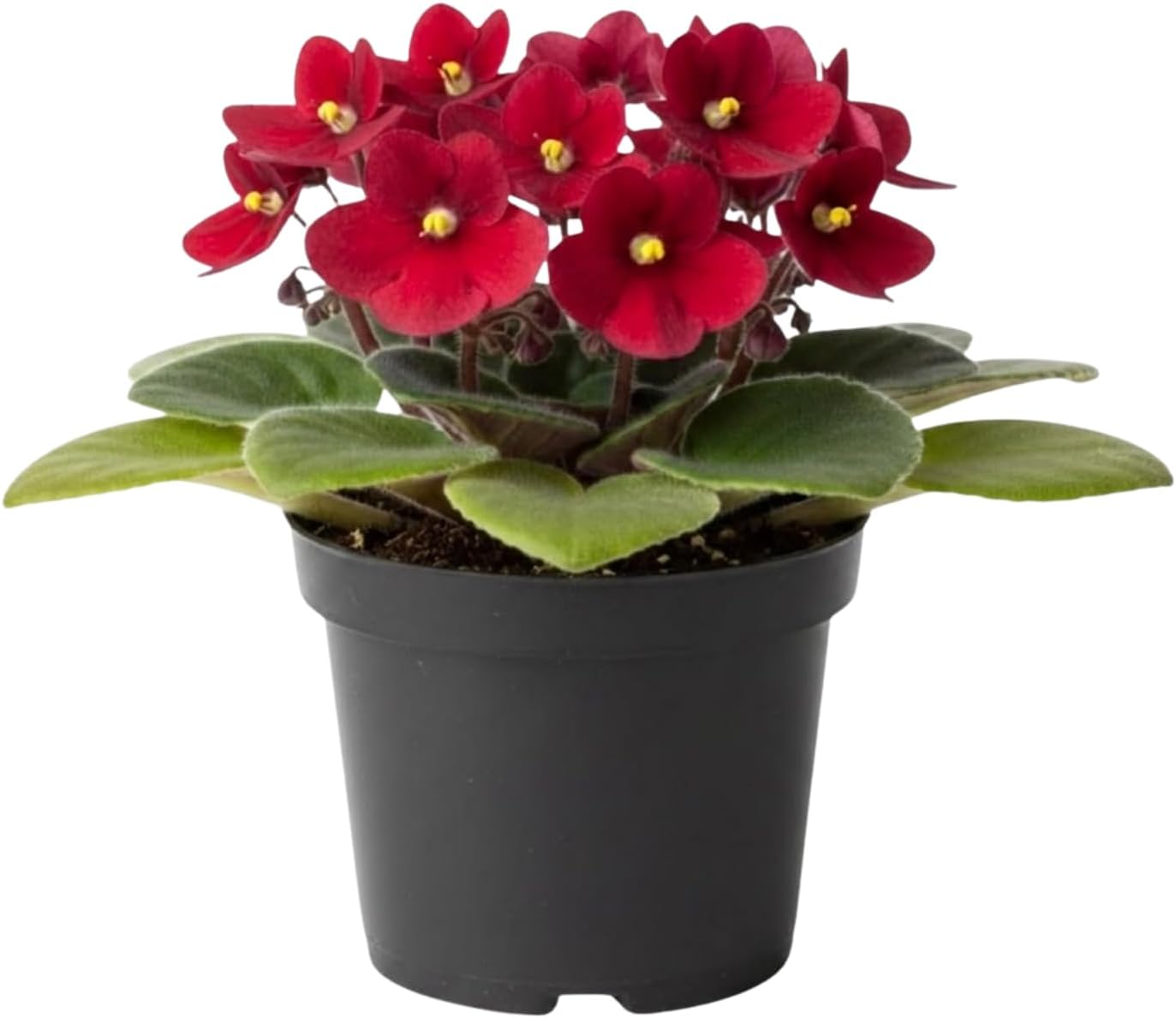 African Violet Plant, Live African Violet Flowers in 4'' Pot, Low-Maintenance Indoor Flowering Plant with Vibrant Blooms (Mix Blooms)