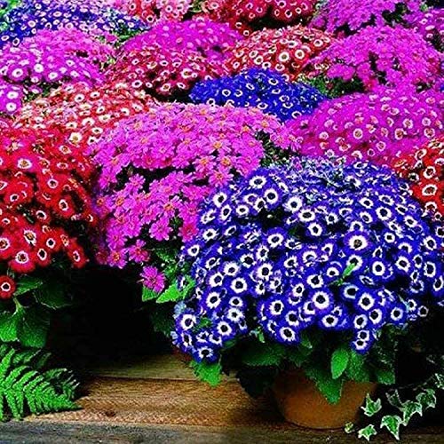 Seeds Seed Germination: 50 Seeds/Mixed Color Bag of cinerary Seeds of Flowers in The Seed vase