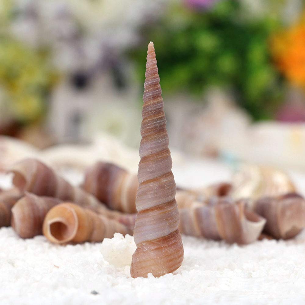 Onwon 50 Pcs Medium Sea Shells Natural Seashells for Fish Tank, Home Decorations, Beach Theme Party, Wedding Decor, DIY Crafts, Fish Tan