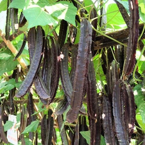 100pcs Brown Winged Bean Vegetable Seeds