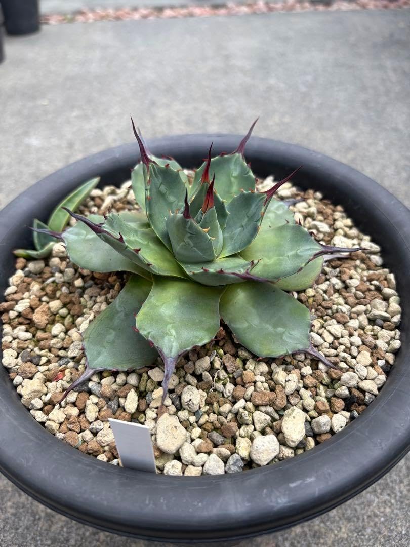 青メリコ 大株 アガベ アプラナータ 青メリコ 大株 王妃吉祥天 パリー 青メリコ 大株 アガベ アプラナータ 青メリコ 大株 王妃吉祥天 パリー