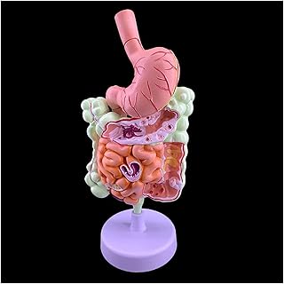 Study Model Human Anatomical Digestive System Model - Human Organ Anatomy Model Human Digestive System Model Educational Model Large Intestine Model Gastrointestinal Anatomical Model (Color : A)