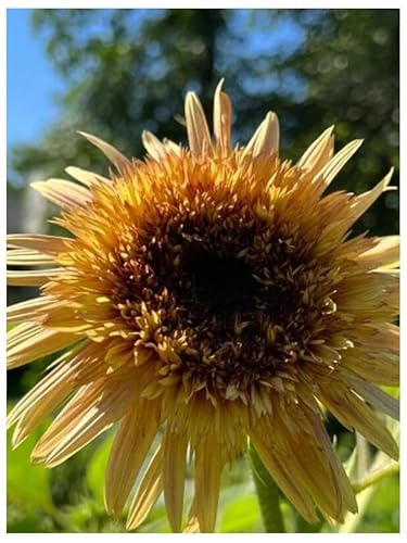 PREMIER SEEDS DIRECT- Sunflower - Astra Rose - 25 Finest Seeds