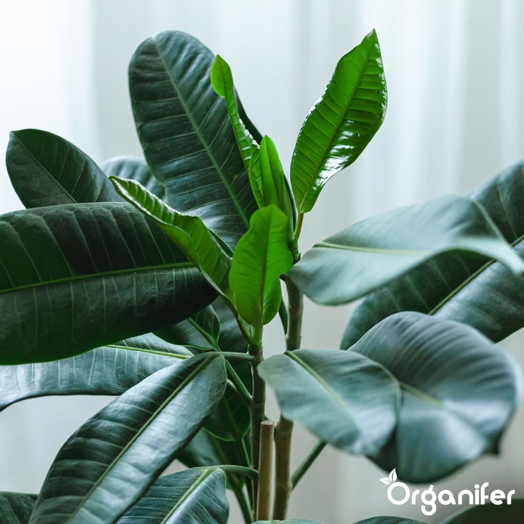 Fertilizante Líquido - 10L - Para Planta Verde - NPK 2-1-8 | Crecimiento Saludable Y Plantas Robustas - Organifer
