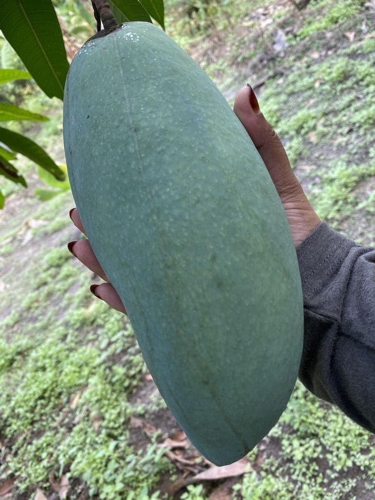 GreenWorld Special Big Size 4 KG Mango Plant (GRAFTED) Healthy Plant,King Of Mango Fruit After 1 Year (B0CBRFJZ9M) Amazon Price History, Amazon Price Tracker