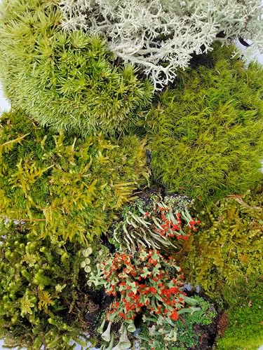 Tin Roof Treasure Super Fairy Garden Assortment Moss and Lichen for Terrarium, 6'x9' Bag