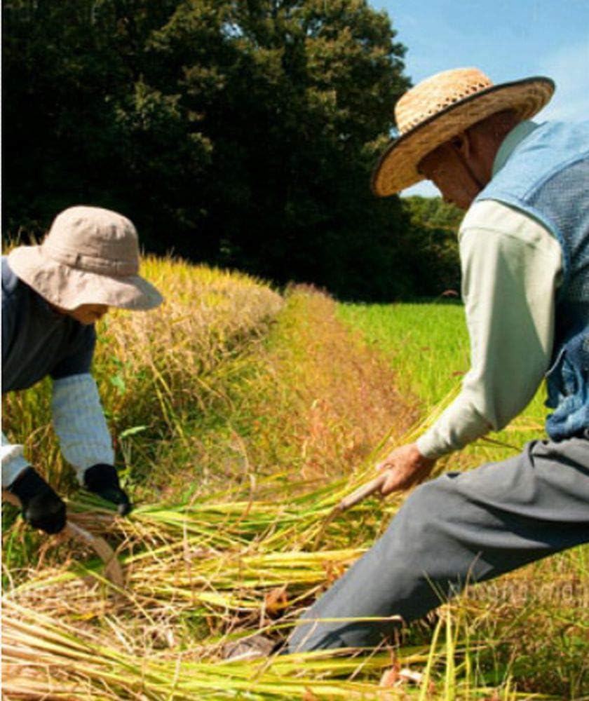 神明 【精米】 匠の米づくり コシヒカリ Amazonで販売中 神明 【精米】 匠の米づくり コシヒカリ Amazonで販売中