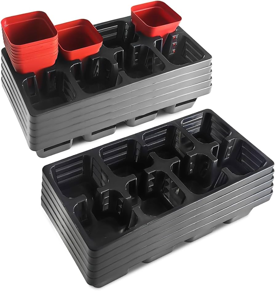 マロニエラポ　カット苗 サトウ園芸