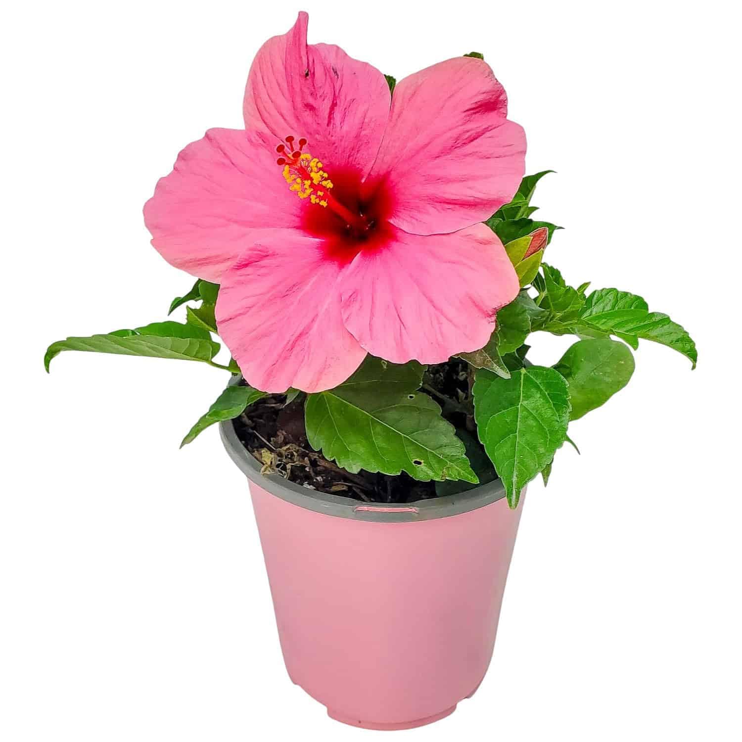 Tropical Plants of Florida Pink Yoder Dwarf Hibiscus