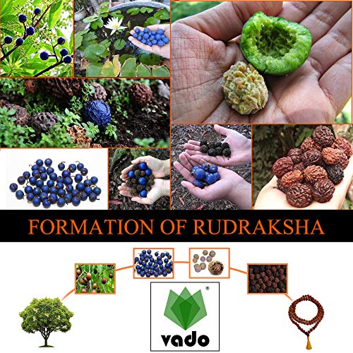 Image of Vado Certified 1 Mukhi Rudraksha with Authentic Lab Certificate Genuine Half-moon Indian Kaju Dana Natural Beads (1 Mukhi)