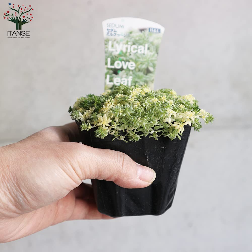 多肉植物 斑入りセダム ミルクゥージ　正規品ラベル付　抜き苗 6826_1.jpg