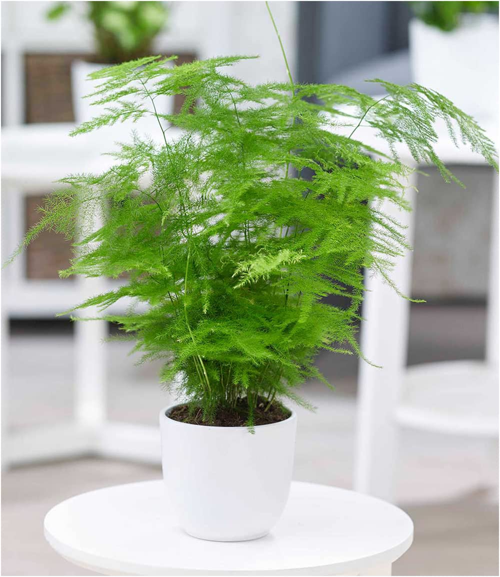 BALDUR Garten Asparagus Plumosa, 1 Pflanze, Zierspargel Zimmerpflanze  Zimmerpflanze, Grnpflanze, mehrjhrig - frostfrei halten, pflegeleicht,  fr Standort im Schatten geeignet : Amazon.de: Garten