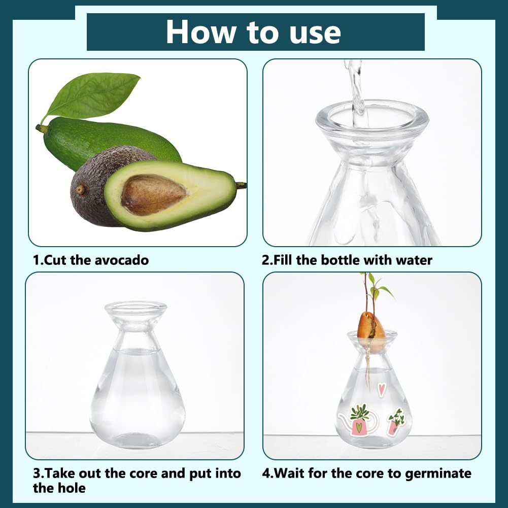 NBEADS 4 pz di Vasi per La Germinazione Dei Semi di Avocado, Vasi In Vetro Trasparente per La Germinazione di Piante In Vaso per La Coltivazione Avocado Semi Ghiande Erbe Aromatiche Piante Da Interno