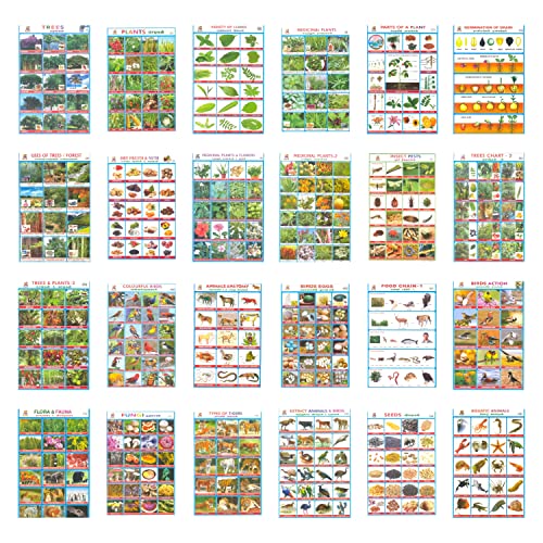 WHITETOWN Combo Sticker for Kids Project – Animal, Bird, Tree, Plant, Dry Fruit & Nut, Leaves, Food Chain, Flora & Fauna, Seeds | School Project | Adhesive Sticker (24 Pcs) WHITETOWN Combo Sticker for Kids Project – Animal, Bird, Tree, Plant, Dry Fruit & Nut, Leaves, Food Chain, Flora & Fauna, Seeds | School Project | Adhesive Sticker (24 Pcs)