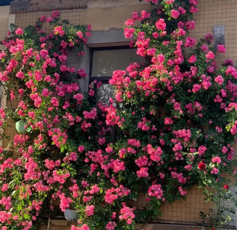 邦楽 PASSION ROSE OUT OF CONTROL Passion Rose – Out Of Control – Flexi-disc (7