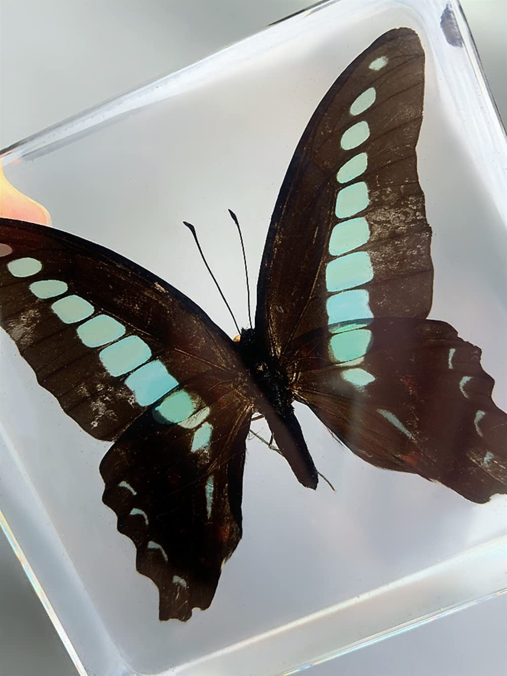 Butterfly Nature Specimen Paperweight, Specimen Butterfly Paperweight,specimens in Resin for Available for Children to Observe Organisms (3