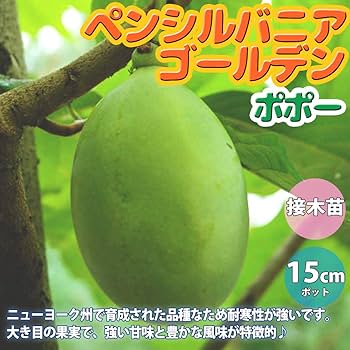 ポポー 接木苗 マンゴー ペンシルバニア 2品種 布ポット植え ポポー 接木苗 マンゴー ペンシルバニア 2品種 布ポット植え