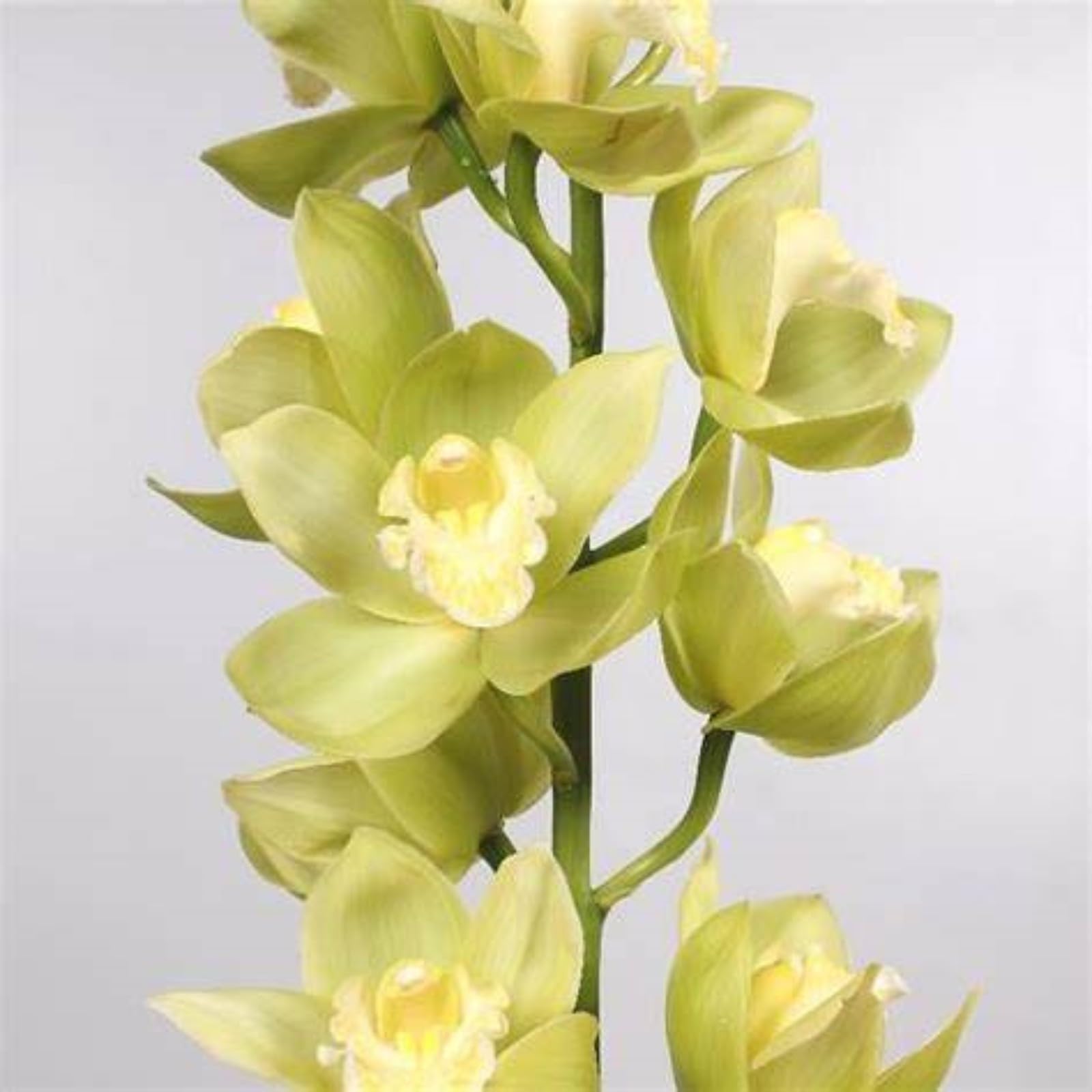 Cymbidium Bulbs Mix for Planting Now UK/Greening Flower/Strong Plants That Grow Well/Natural Organic/Good for Containers/Cut Flowers/Wedding Flowers.-3bulbs-C