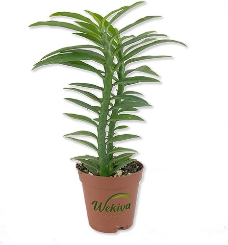 Devil's Backbone - Planta viva en maceta de 2 pulgadas - Pedilanthus Tithymaloides - Suculenta de cactus rara de Florida