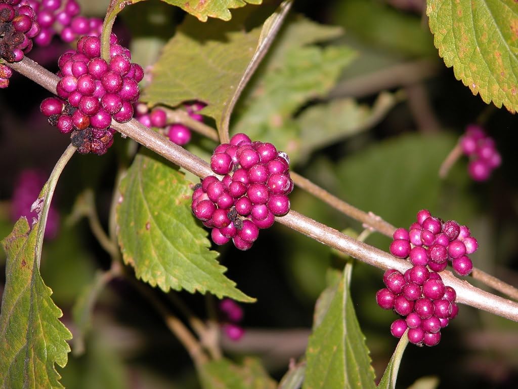 American Beautyberry Bush - Pink Flowers and Purple to Red Berries - Live Plant Shipped 1 to 2 Feet Tall by DAS Farms