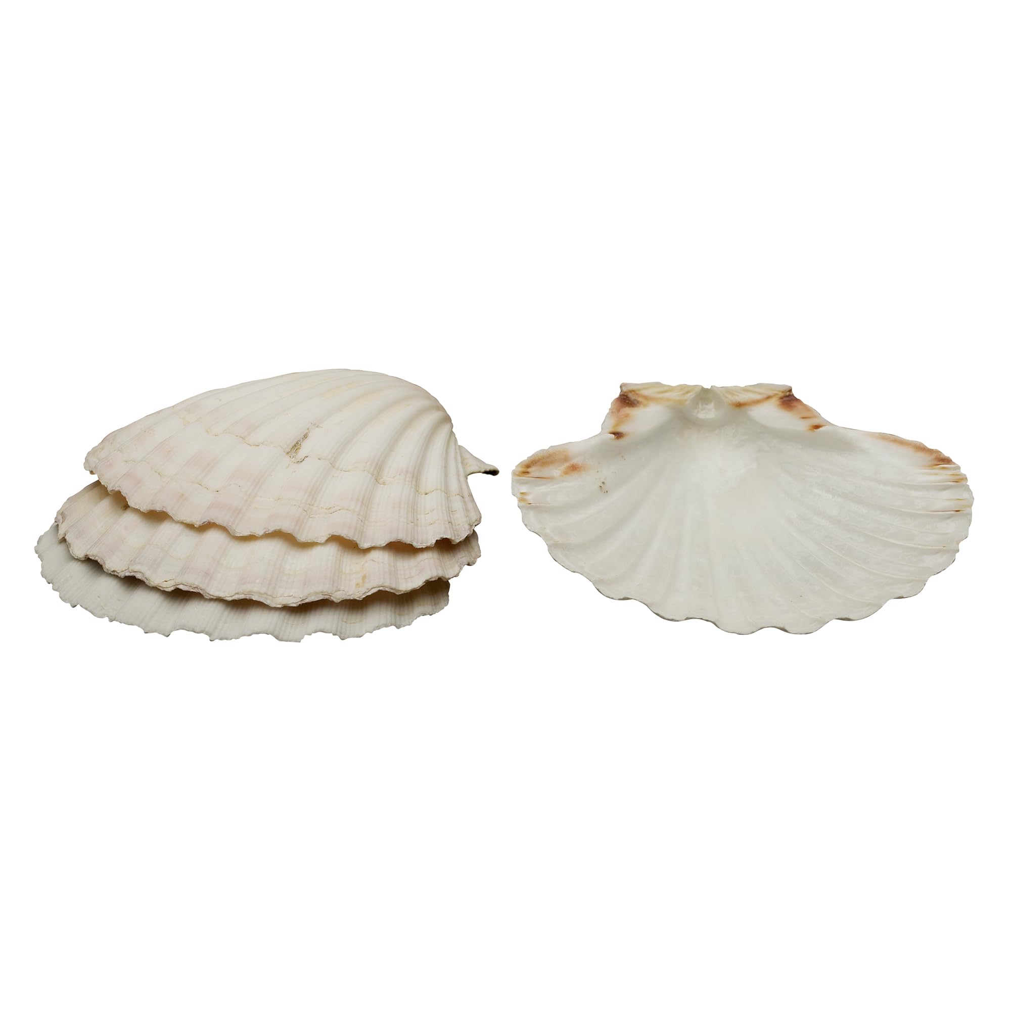 Maine Man 45678 Baking Shells, One Color
