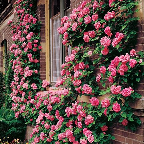 Royal Paradise Garden Rare Climbing Rose Flower Live Plant  Z�phirine Drouhin  Rose Flower Plant (1 Healthy Live Plant) (B07PK45DG7) Amazon Price History, Amazon Price Tracker