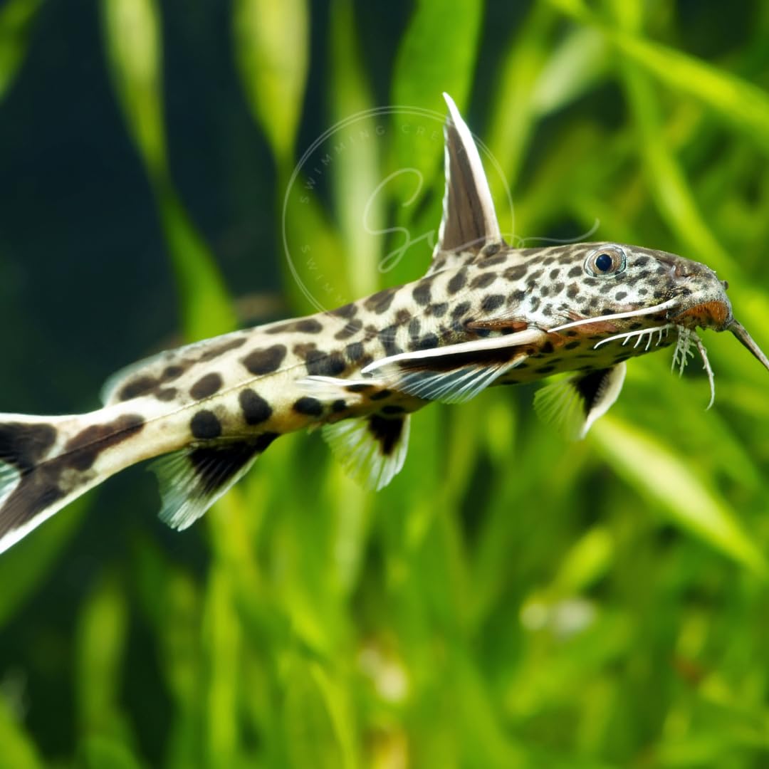 Swimming Creatures™ 1 Dwarf Petricola Catfish (Synodontis lucipinnis) Live Tropical Freshwater Aquarium Fish (Approx. Size 1-1.25")